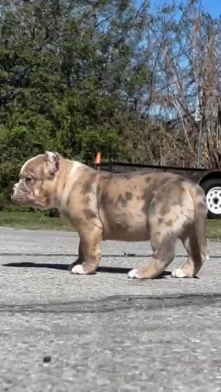 XL American Bully in New York City, New York