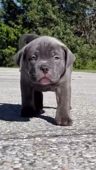 XL American Bully - Trindle Male in Winter Haven, Florida