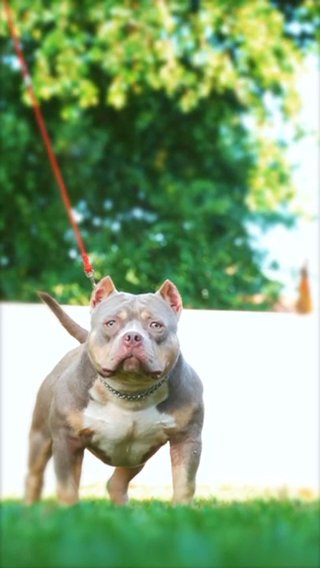 ABKC Male For sale in Coral Springs, Florida