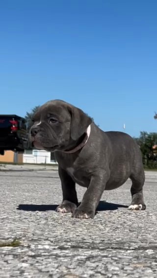 XL American Bully - Female in Winter Haven, Florida