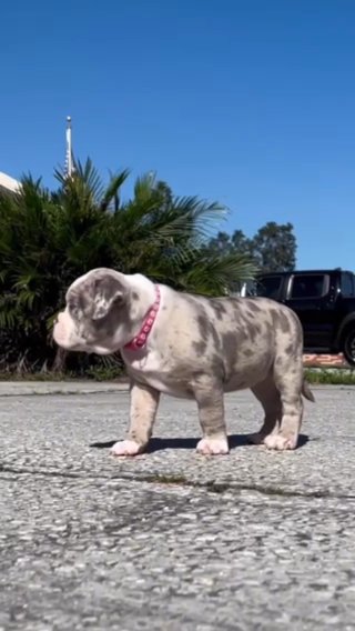 XL American Bully - Female in Winter Haven, Florida