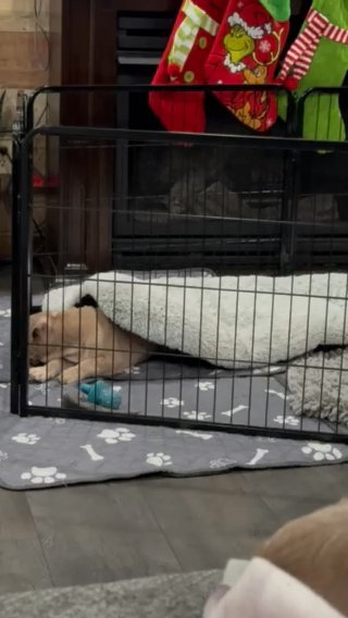 French Bulldog in Danville, Kentucky