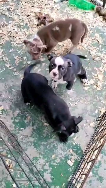 Puppies For Sala in Los Angeles, California