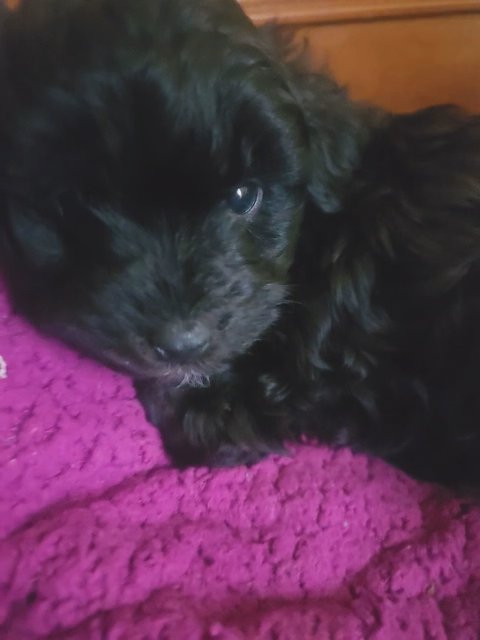 mini frnch poodle if you're interested you can text me in Yakima, Washington