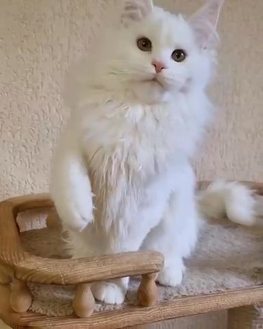 Maine Coon For Rehoming in Washington, District of Columbia