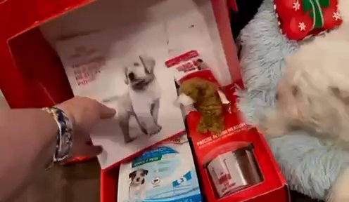 chipit puppies in Washington, District of Columbia