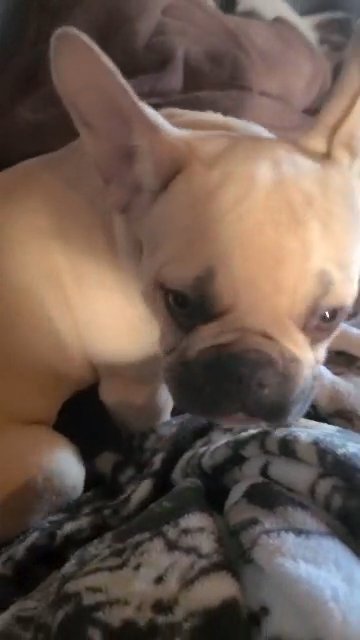 Black mask fawn Female French Bulldog in Saginaw (Charter Township), Michigan