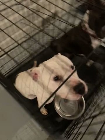 1y/o Pitty in Winston-Salem, North Carolina