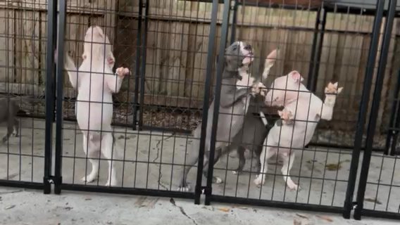 American Bullies in Ocala, Florida