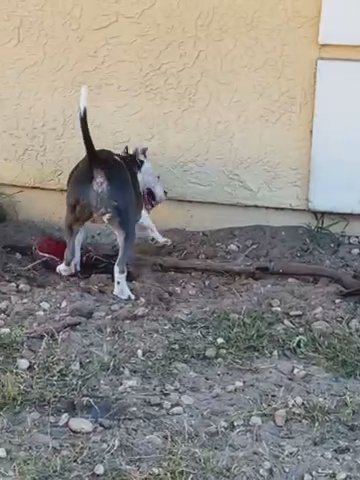 American Bully in Ocala, Florida