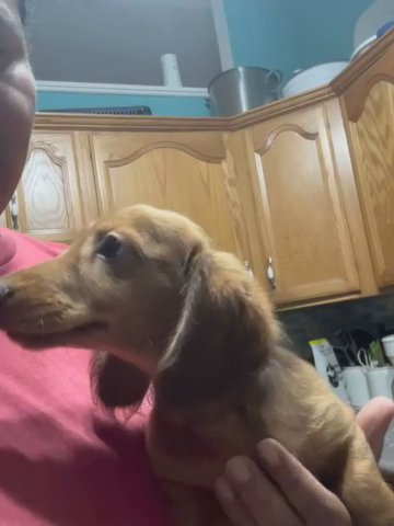 Mini Dachshund Male in Ocala, Florida