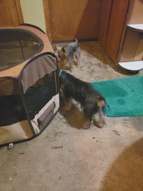 AKC Yorkshire Terriers Champion Blood Line in Jonesboro, Arkansas