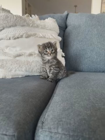 Persian Kitten in New York City, New York