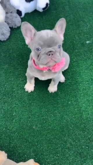 Nala in Port St. Lucie, Florida