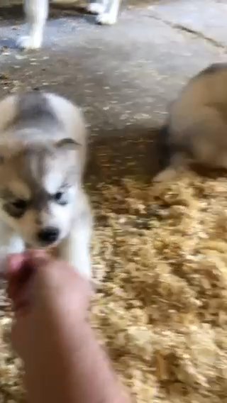 Nali The Husky (Deposit Required) in Houston, Texas