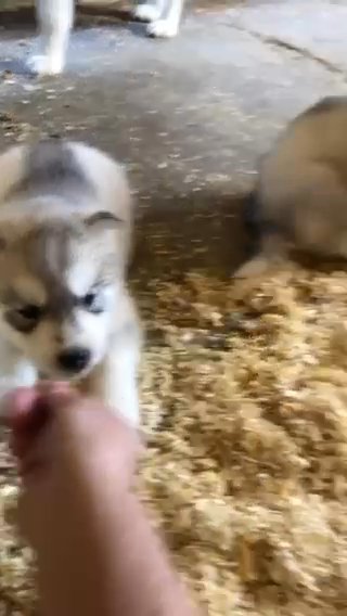 Domo The Husky (Deposit Required) in Houston, Texas