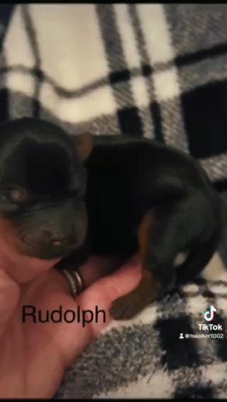Yorkshire terrier in Valdosta, Georgia
