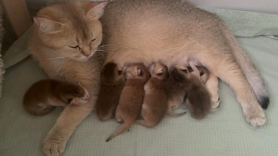 SOLD Purebred Scottish Fold and Straight Kittens in Philadelphia, Pennsylvania