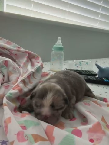 Blue and Tan Merle Fluffy French Bulldog in Suffolk, Virginia