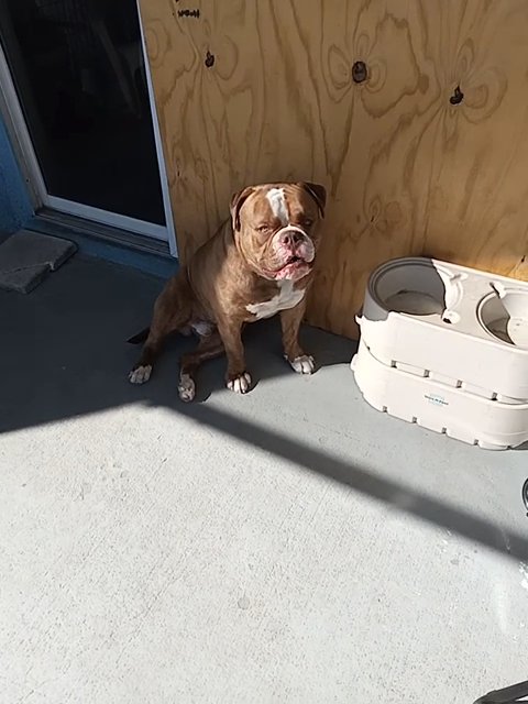 American Bull Dog in Clermont, Florida