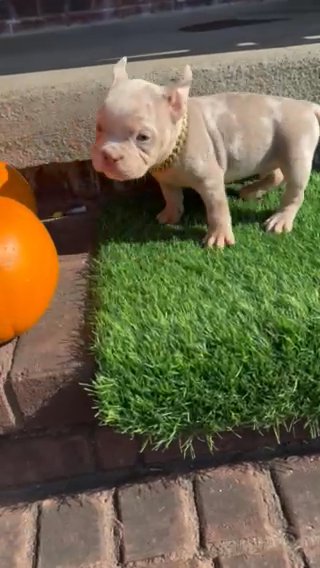 Exotic Bully in Murfreesboro, Tennessee