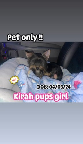 Tiny Traditional Male Yorkie Ready To Go❤️ in Albany, New York