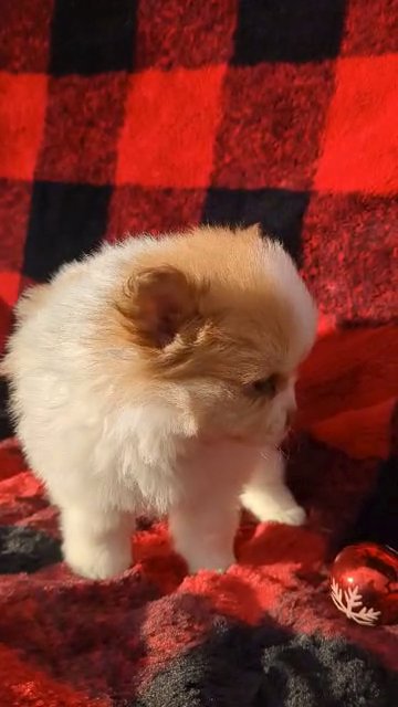 Atlas (AKC Pomeranian) in Goshen, Indiana