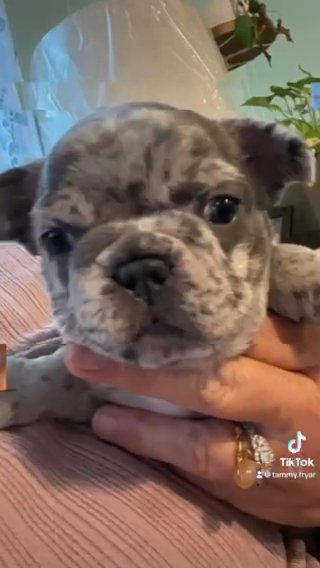 French Bulldogs in Greensboro, North Carolina