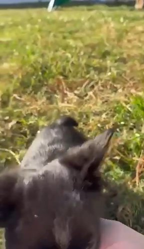 Midnight. Solid Black Fluffy Frenchie in Suffolk, Virginia