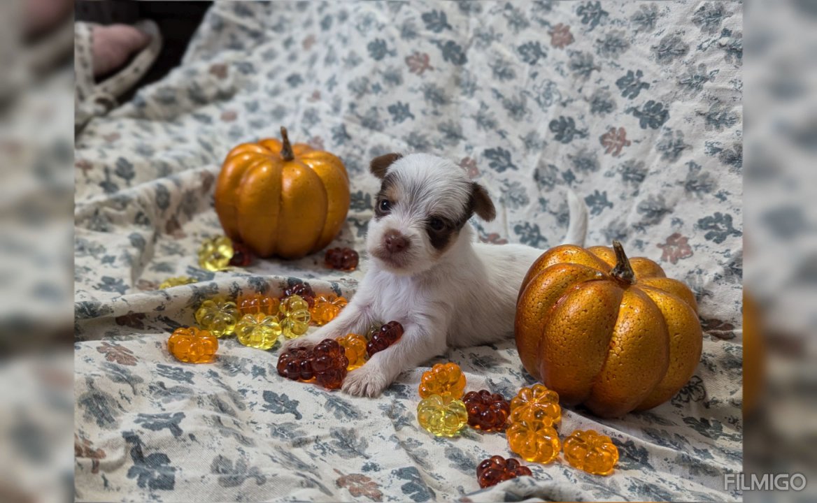 Sweet boy looking for a forever home in Huntsville, Alabama