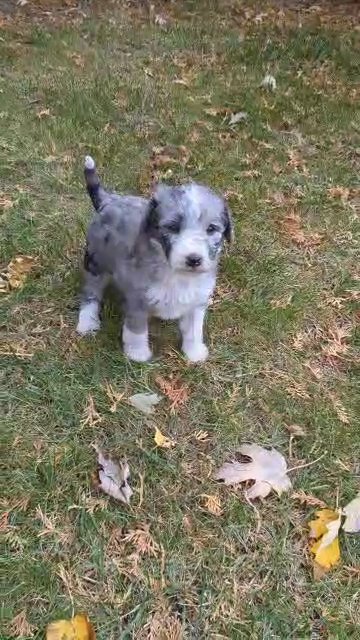 Domino (Mini Bernedoodle) in Goshen, Indiana