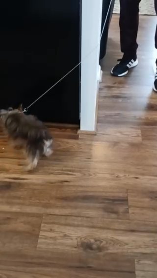 Yorkie Puppy in Chesapeake, Virginia