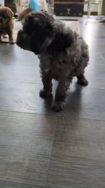 Spirit (Cavapoo) in Goshen, Indiana