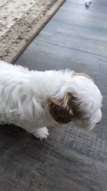 Sawyer (Cavapoo) in Goshen, Indiana