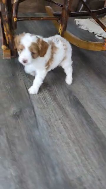 Saint (Cavapoo) in Goshen, Indiana