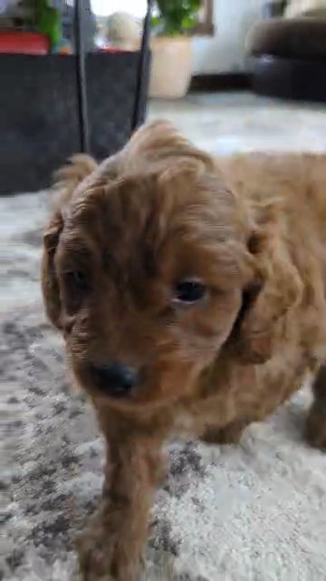 Shiloh (Cavapoo) in Goshen, Indiana