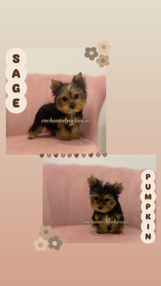 puppies  for adoption in Phoenix, Arizona