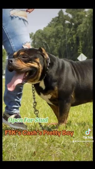Stud Service Available in Gainesville, Florida