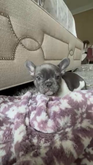 French Bulldog AKC in New York City, New York