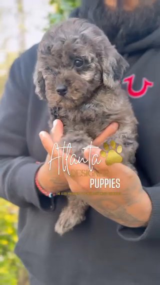 Toy Poodle in Atlanta, Georgia