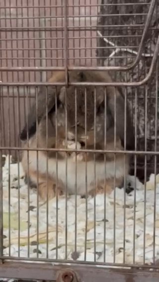 Bunnies in Los Angeles, California