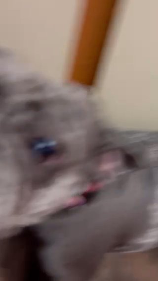 Blue Merle AKC in Las Vegas, Nevada