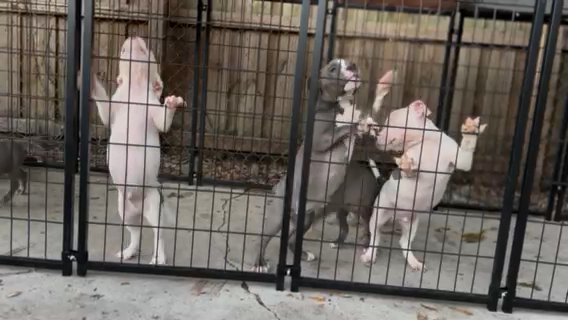 ABKC Bullies Pockets in Ocala, Florida