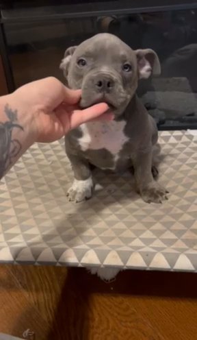 Make Micro American Bully in Bethlehem, Pennsylvania