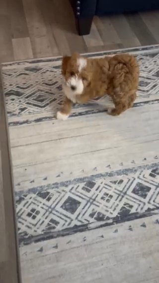Rehome For Koda in New York City, New York