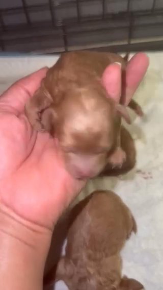 Our Babies in Houston, Texas