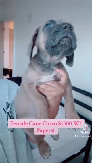 Female Cane Corso! in Atlanta, Georgia