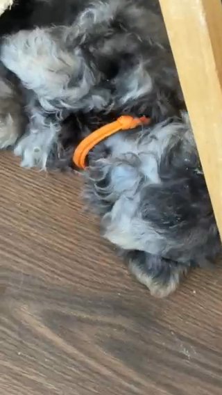 Celeste Is A Blue Sable Akc Shih Tzu in Martinsburg, West Virginia