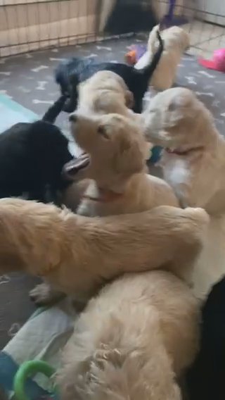F1b Goldendoodle Puppies in Natchitoches, Louisiana