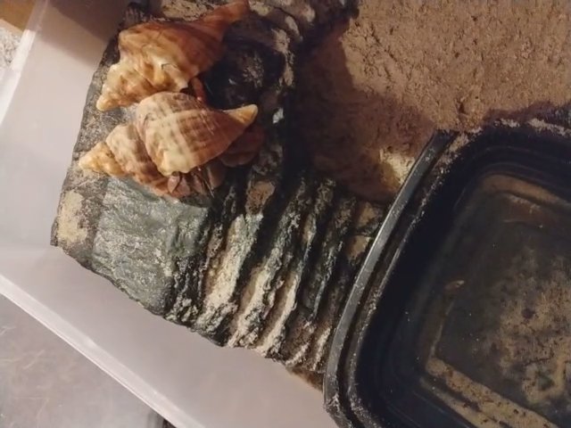 hermit crabs in Topeka, Kansas